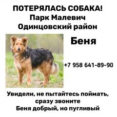 Подробнее об объявлении «Москва Пропала собака кобель бенечка сбежал с выставки приютских соьа» Фото: пропала собака  «Москва Пропала собака кобель бенечка сбежал с...» в г. Москва