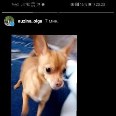 Подробнее об объявлении «Шебекино Пропала собака. вечером.» Фото: пропала собака Чихуахуа «Шебекино Пропала собака. вечером.» в г. Шебекино