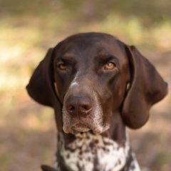 Подробнее об объявлении «Лазаревское Пропала собака кобель зовут гарри 13 июня» Фото: пропала собака Курцхаар «Лазаревское Пропала собака кобель зовут гарри...» в г. Лазаревское