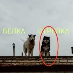 Подробнее об объявлении «Пропала собака Саратов» Фото: пропала собака  «Пропала собака Саратов» в г. Саратов