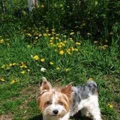 Подробнее об объявлении «Пропала собака бивер йорк девочка кличка джесси Орехово-Зуево» Фото: пропала собака Йоркширский терьер «Пропала собака бивер йорк девочка кличка джесси...» в г. Орехово-Зуево