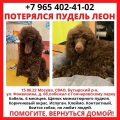 Подробнее об объявлении «Москва Пропала собака кобель щенок пуделя» Фото: пропала собака Пудель «Москва Пропала собака кобель щенок пуделя» в г. Москва