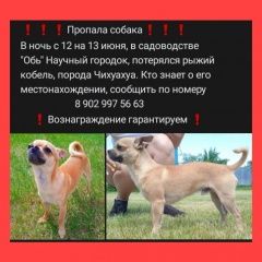 Подробнее об объявлении «Барнаул Пропала собака кобель за вознаграждение» Фото: пропала собака Чихуахуа «Барнаул Пропала собака кобель за вознаграждение» в г. Барнаул