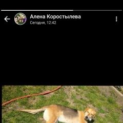 Подробнее об объявлении «Барнаул Пропала собака русская гончая» Фото: пропала собака Гончая «Барнаул Пропала собака русская гончая» в г. Барнаул