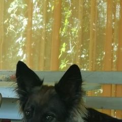 Подробнее об объявлении «Домодедово Пропала собака кобель» Фото: пропала собака  «Домодедово Пропала собака кобель» в г. Домодедово