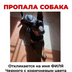 Подробнее об объявлении «Пропала собака кобель Таганрог» Фото: пропала собака  «Пропала собака кобель Таганрог» в г. Таганрог