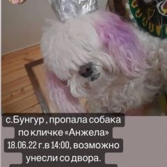 Картинка пропала собака В городе Новокузнецк потерялась собачёнка. Новокузнецк