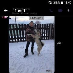 Подробнее об объявлении «Красноярск Пропала собака кобель украдена» Фото: пропала собака Западно-сибирская лайка «Красноярск Пропала собака кобель украдена» в г. Красноярск