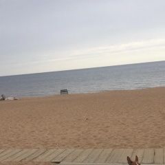 Подробнее об объявлении «Пропала собака кобель 18.06.приблизительно в 22:00 Санкт-Петербург» Фото: пропала собака Басенджи «Пропала собака кобель 18.06.приблизительно в...» в г. Санкт-Петербург