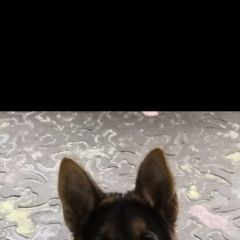 Подробнее об объявлении «Пропала собака кобель немецкая овчарка, молодой Новороссийск» Фото: пропала собака Немецкая овчарка «Пропала собака кобель немецкая овчарка, молодой...» в г. Новороссийск