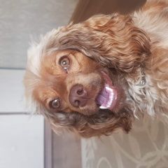 Подробнее об объявлении «Пропала собака кобель Чебоксары» Фото: пропала собака Английский кокер-спаниель «Пропала собака кобель Чебоксары» в г. Чебоксары