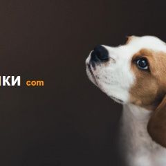 Подробнее об объявлении «Москва Пропала собака кобель сайт потеряшек» Фото: пропала собака  «Москва Пропала собака кобель сайт потеряшек» в г. Москва