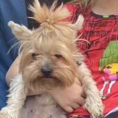 Подробнее об объявлении «Липецк Пропала собака порода йорк, девочка. кличка буся.» Фото: пропала собака Йоркширский терьер «Липецк Пропала собака порода йорк, девочка....» в г. Липецк