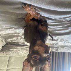 Подробнее об объявлении «Пропала собака Санкт-Петербург» Фото: пропала собака Той-терьер «Пропала собака Санкт-Петербург» в г. Санкт-Петербург