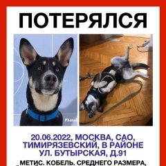 Подробнее об объявлении «Москва Пропала собака кобель помогите, пожалуйста» Фото: пропала собака  «Москва Пропала собака кобель помогите, пожалуйста» в г. Москва