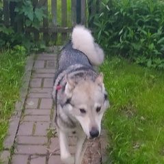 Подробнее об объявлении «Пропала собака кобель Зеленоград» Фото: пропала собака Западно-сибирская лайка «Пропала собака кобель Зеленоград» в г. Зеленоград