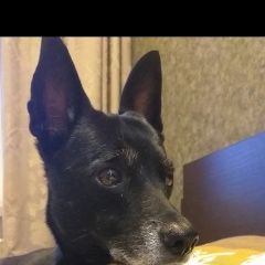 Подробнее об объявлении «Пропала собака кобель Санкт-Петербург» Фото: пропала собака  «Пропала собака кобель Санкт-Петербург» в г. Санкт-Петербург