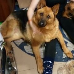 Подробнее об объявлении «Омск Пропала собака просим помощи, за вознаграждение» Фото: пропала собака Немецкая овчарка «Омск Пропала собака просим помощи, за...» в г. Омск