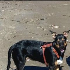 Подробнее об объявлении «Пропала собака кобель вознаграждение 10 тысяч руб. Южно-Сахалинск» Фото: пропала собака  «Пропала собака кобель вознаграждение 10 тысяч...» в г. Южно-Сахалинск