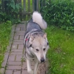 Подробнее об объявлении «Пропала собака кобель Зеленоград» Фото: пропала собака Западно-сибирская лайка «Пропала собака кобель Зеленоград» в г. Зеленоград