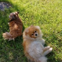 Подробнее об объявлении «Пропала собака кобель шпиц окрас рыжий Санкт-Петербург» Фото: пропала собака  «Пропала собака кобель шпиц окрас рыжий...» в г. Санкт-Петербург