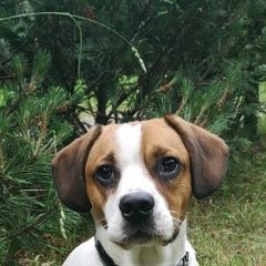 Подробнее об объявлении «Пропала собака кобель по кличке мак Троицк» Фото: пропала собака Бигль «Пропала собака кобель по кличке мак Троицк» в г. Троицк