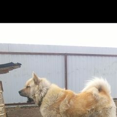 Подробнее об объявлении «Омск Пропала собака кобель» Фото: пропала собака Чау-чау «Омск Пропала собака кобель» в г. Омск