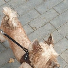 Подробнее об объявлении «Тбилиси Пропала собака в» Фото: пропала собака Йоркширский терьер «Тбилиси Пропала собака в» в г. Тбилиси