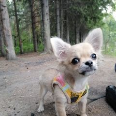 Подробнее об объявлении «Омск Пропала собака кобель. щенок, породы чиху» Фото: пропала собака Чихуахуа «Омск Пропала собака кобель. щенок, породы чиху» в г. Омск