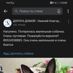 Подробнее об объявлении «Пропала собака маленькой породы Нижний Новгород» Фото: пропала собака Чихуахуа «Пропала собака маленькой породы Нижний Новгород» в г. Нижний Новгород