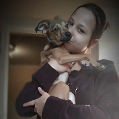 Подробнее об объявлении «Пропала собака девочка Симферополь» Фото: пропала собака  «Пропала собака девочка Симферополь» в г. Симферополь