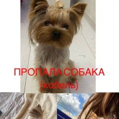 Картинка пропала собака В городе Уфа потерян кобелёк. Уфа