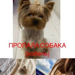 Подробнее об объявлении «Пропала собака кобель смоки Уфа» Фото: пропала собака Йоркширский терьер «Пропала собака кобель смоки Уфа» в г. Уфа