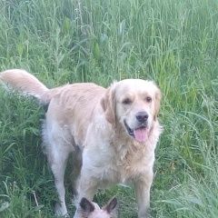 Подробнее об объявлении «Омск Пропала собака кобель» Фото: пропала собака Лабрадор ретривер «Омск Пропала собака кобель» в г. Омск