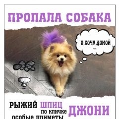 Подробнее об объявлении «Пропала собака кобель Сочи» Фото: пропала собака  «Пропала собака кобель Сочи» в г. Сочи