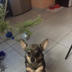 Подробнее об объявлении «Геленджик Пропала собака» Фото: пропала собака  «Геленджик Пропала собака» в г. Геленджик