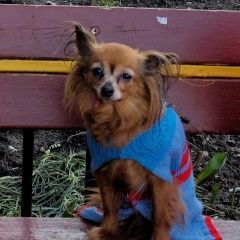 Подробнее об объявлении «Пропала собака маленькая рыжая собачка Санкт-Петербург» Фото: пропала собака  «Пропала собака маленькая рыжая собачка...» в г. Санкт-Петербург