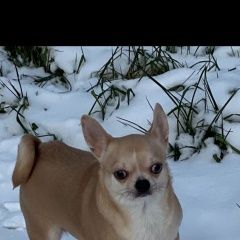 Подробнее об объявлении «Пропала собака чихуахуа 4 года Симферополь» Фото: пропала собака  «Пропала собака чихуахуа 4 года Симферополь» в г. Симферополь