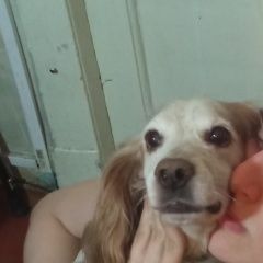 Подробнее об объявлении «Пропала собака кобель срочно Санкт-Петербург» Фото: пропала собака Русский охотничий спаниель «Пропала собака кобель срочно Санкт-Петербург» в г. Санкт-Петербург