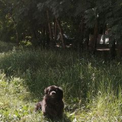 Подробнее об объявлении «Пропала собака в районе ул. герцена, приморский район Новороссийск» Фото: пропала собака  «Пропала собака в районе ул. герцена, приморский...» в г. Новороссийск