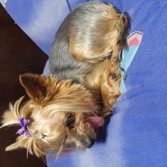 Подробнее об объявлении «Пропала собака Санкт-Петербург» Фото: пропала собака Йоркширский терьер «Пропала собака Санкт-Петербург» в г. Санкт-Петербург