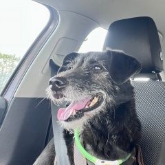 Подробнее об объявлении «Пропала собака кобель помогите найти Дмитров» Фото: пропала собака  «Пропала собака кобель помогите найти Дмитров» в г. Дмитров