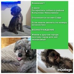 Подробнее об объявлении «Красноярск Пропала собака в районе николаевки» Фото: пропала собака  «Красноярск Пропала собака в районе николаевки» в г. Красноярск