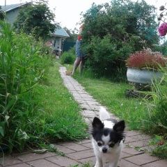 Подробнее об объявлении «Пропала собака прошу репост Санкт-Петербург» Фото: пропала собака Чихуахуа «Пропала собака прошу репост Санкт-Петербург» в г. Санкт-Петербург