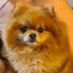 Подробнее об объявлении «Пропала собака шпиц. мишелька. район 5 бригады Новороссийск» Фото: пропала собака Померанский шпиц «Пропала собака шпиц. мишелька. район 5 бригады...» в г. Новороссийск