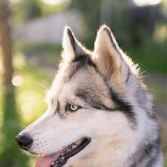 Подробнее об объявлении «Пропала собака хаски, не крупная-лея. с жетоном Санкт-Петербург» Фото: пропала собака Сибирская хаски «Пропала собака хаски, не крупная-лея. с жетоном...» в г. Санкт-Петербург