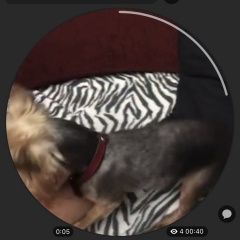 Подробнее об объявлении «Пропала собака 04/07 петроградский район Санкт-Петербург» Фото: пропала собака Йоркширский терьер «Пропала собака 04/07 петроградский район...» в г. Санкт-Петербург