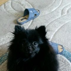 Подробнее об объявлении «Хабаровск Пропала собака черный шпиц» Фото: пропала собака Немецкий шпиц «Хабаровск Пропала собака черный шпиц» в г. Хабаровск