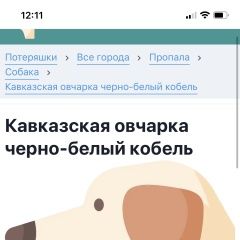 Подробнее об объявлении «Москва Пропала собака кавказская овчарка, чёрная с белым, коб» Фото: пропала собака Кавказская овчарка «Москва Пропала собака кавказская овчарка,...» в г. Москва