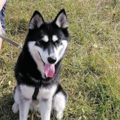 Подробнее об объявлении «Пропала собака хаски Санкт-Петербург» Фото: пропала собака  «Пропала собака хаски Санкт-Петербург» в г. Санкт-Петербург